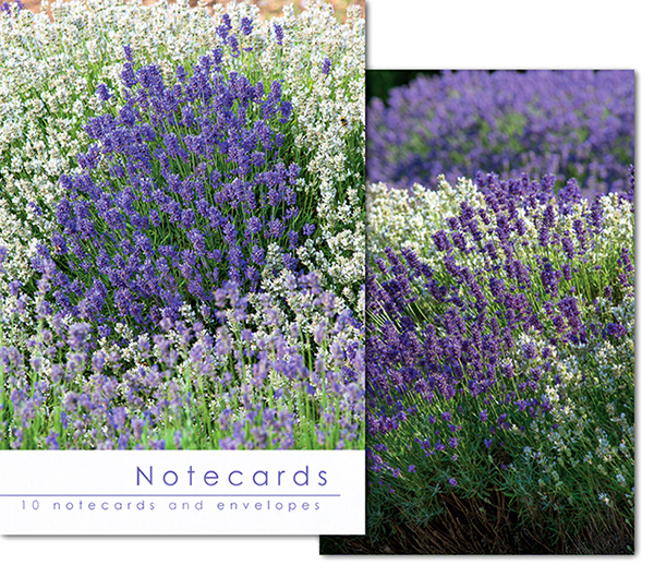 Notecards: Lavendar Varities
