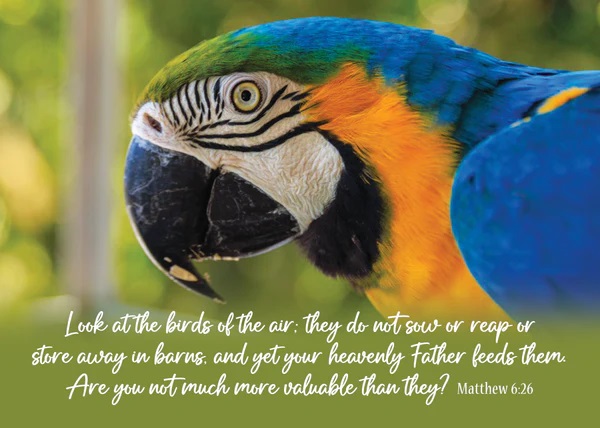 Post Lg: Heavenly Father Parrot