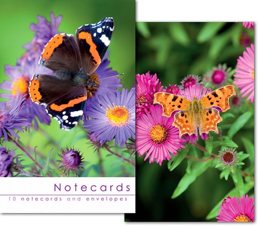 [W179BLT] Notecards: Red Admiral and Comma
