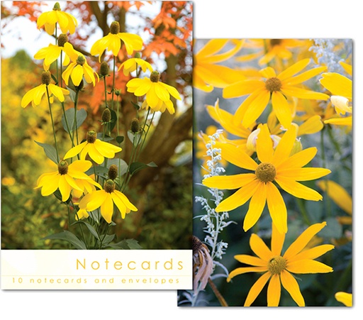 [W122BLT] Notecards: Rudbeckia Flowers