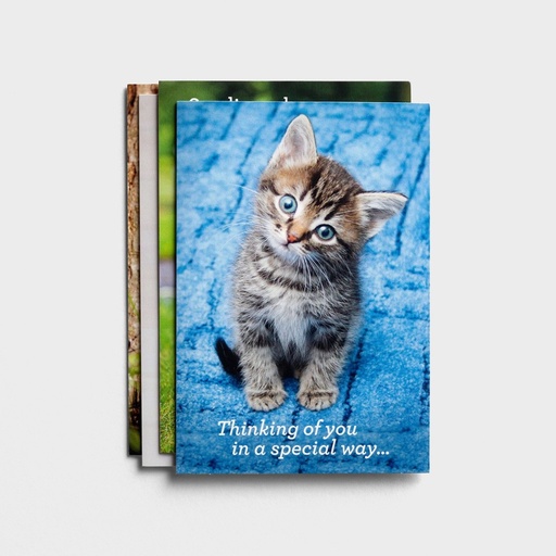 [J3349] GC: Boxed Get Well Whiskers and Paws